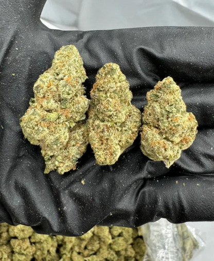 BLUE RHINO – INDOOR