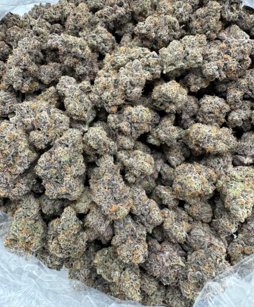 PURPLE CERTZ – EXOTIC